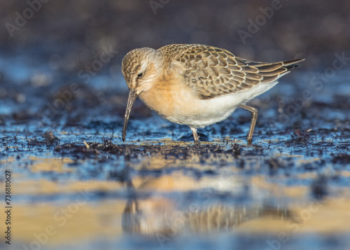 The curlew sandpiper - young bird at a seashore on the autumn migration way