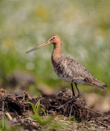 The black-tailed godwit - adult bird at a wet fields in late spring
