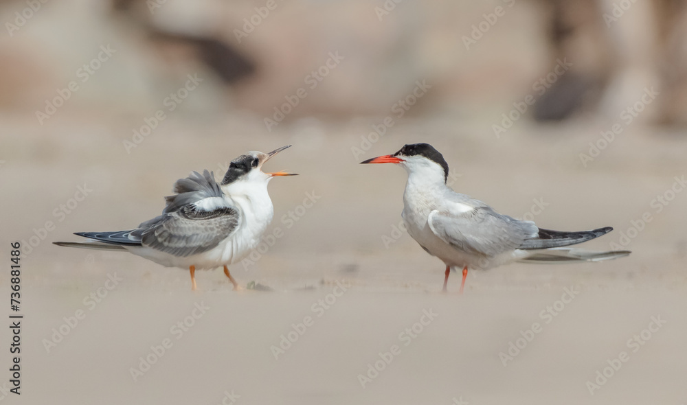 Common tern - adult bird and juvenile on the autumn migration way at seashore Common tern - adult bird and juvenile on the autumn migration way at seashore