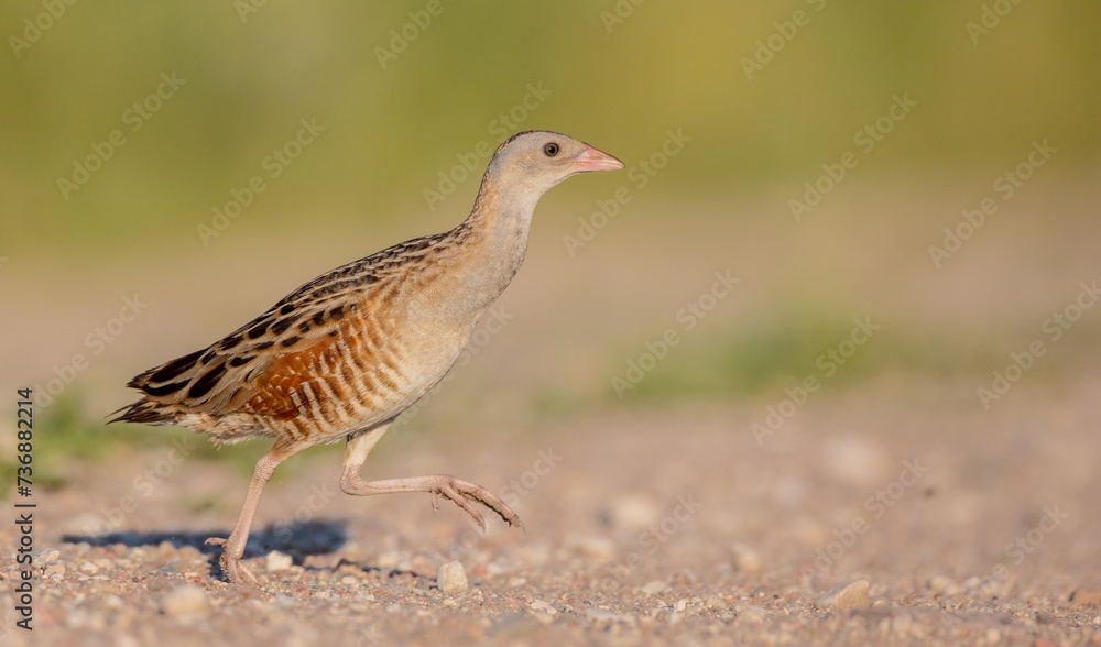 Corn crake - male bird at a meadow in the beginning of the summer Corn crake - male bird at a meadow in the beginning of the summer
