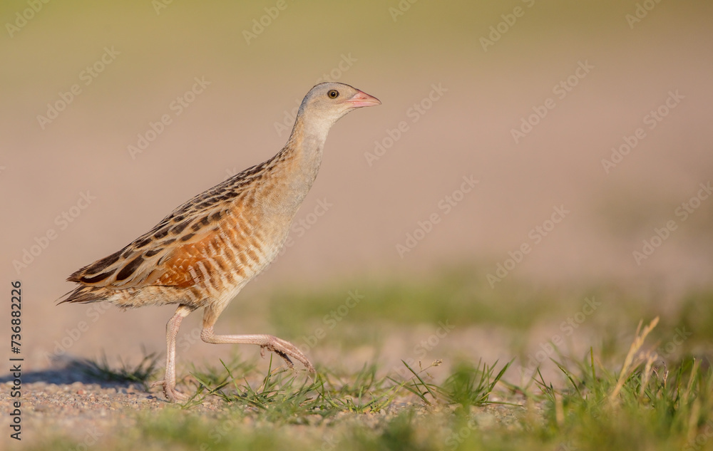 Corn crake - male bird at a meadow in the beginning of the summer Corn crake - male bird at a meadow in the beginning of the summer