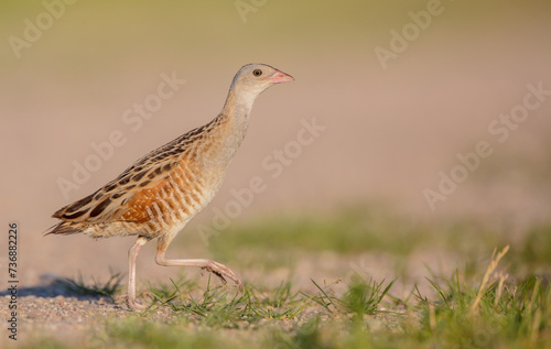 Corn crake - male bird at a meadow in the beginning of the summer