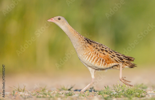 Corn crake - male bird at a meadow in the beginning of the summer photo