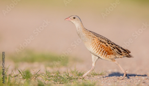 Corn crake - male bird at a meadow in the beginning of the summer photo