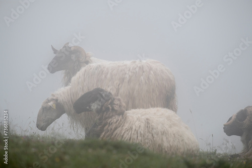 lacha sheep, Sierra de Aralar, Navarra, spain photo