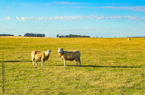 The view of a pair of sheep on the grassland near the Great Ocean Road in regional Victoria