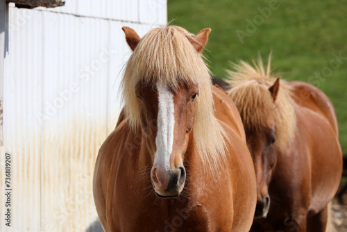 Close-up of Icelandic horses on a farm-Iceland