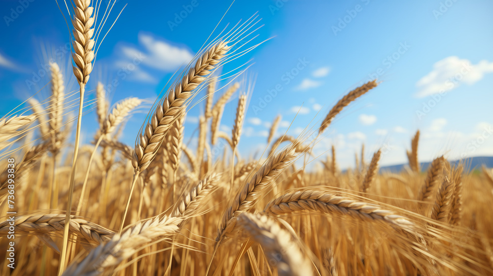 Grain field is harvested, grain in a field in good weather and sunshine | Generative AI Grain field is harvested, grain in a field in good weather and sunshine | Generative AI