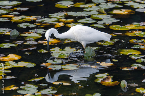 A great white heron in a pond in a park on the outskirts of Tokyo
