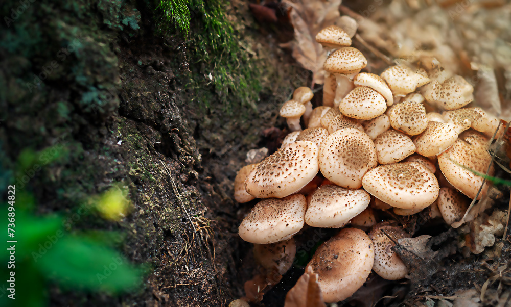 Honey mushrooms. A group of edible mushrooms growing on a stump in the autumn forest. Honey mushrooms. A group of edible mushrooms growing on a stump in the autumn forest.
