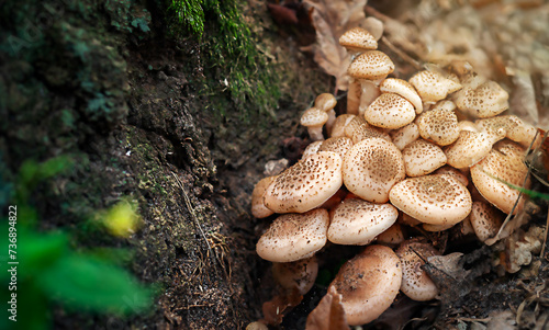 Honey mushrooms. A group of edible mushrooms growing on a stump in the autumn forest.