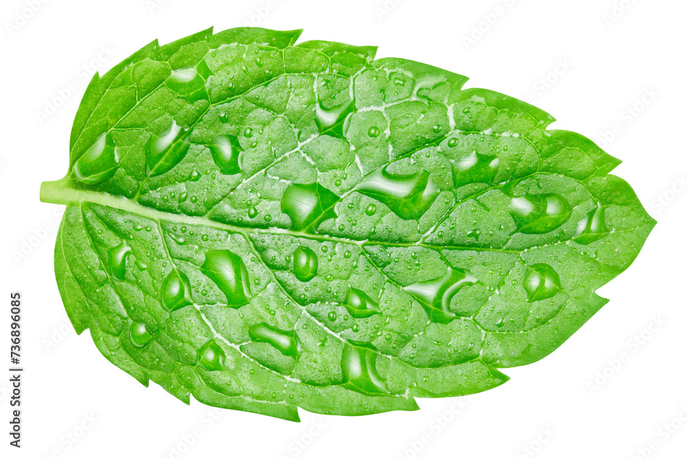 Obraz premium Mint isolated on white background with clipping path
