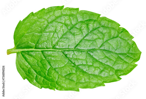Mint isolated on white background with clipping path