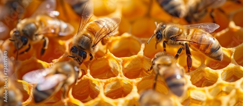 Honeycomb is a beeswax structure used by bees to store honey and larvae, known for its hexagonal shape and golden brown color. © 2rogan