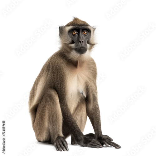 Male monkey hamadryad on transparency background PNG photo