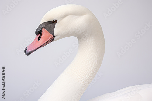 Elegant swan portrait against seamless grey background. Wildlife and beauty.