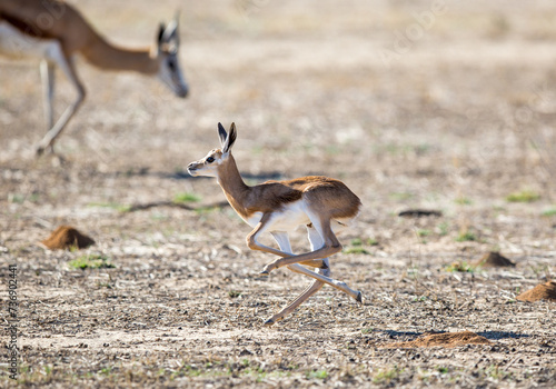 A young baby springbok streching it s legs as it is running past it s mother  probably trying to impress her.