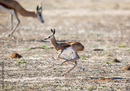 Принти на полотні A young baby springbok streching it's legs as it is running past it's mother, probably trying to impress her