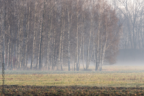Fototapeta Naklejka Na Ścianę i Meble -  Wiosenny krajobraz z brzozami o poranku 