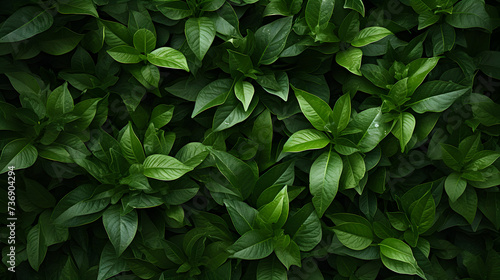 green leaves of a plant, green leaves background,, Tropical green leaves in summer garden © Rehman