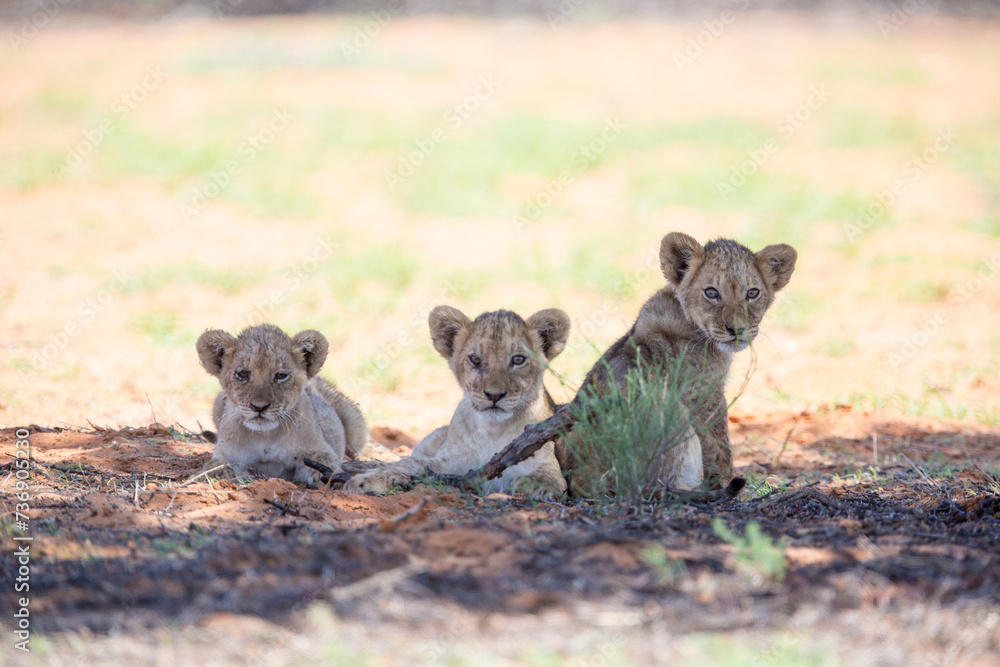 Obraz premium Three very young lion cubs are sitting on the ground on the plains. They are all looking in the same direction.