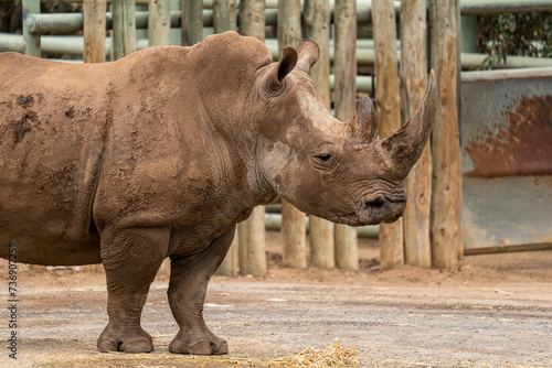 White rhino at Monarto Safari Park, South Australia photo