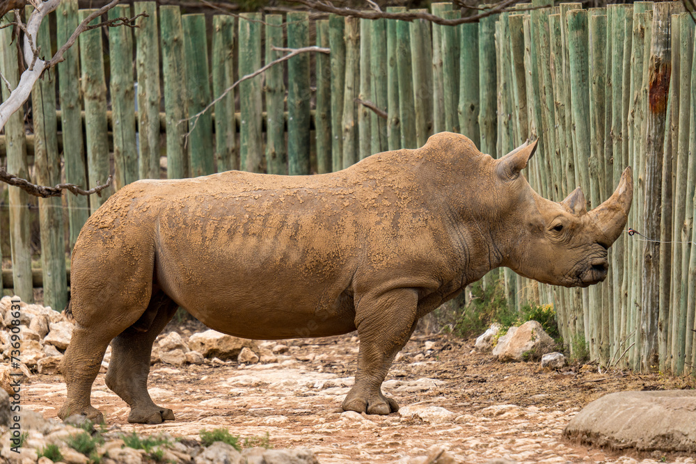 Obraz premium White rhino at Monarto Safari Park, South Australia