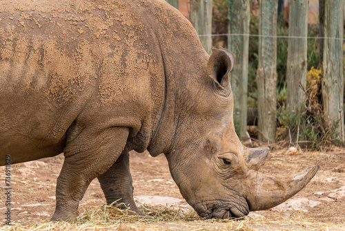 White rhino at Monarto Safari Park  South Australia