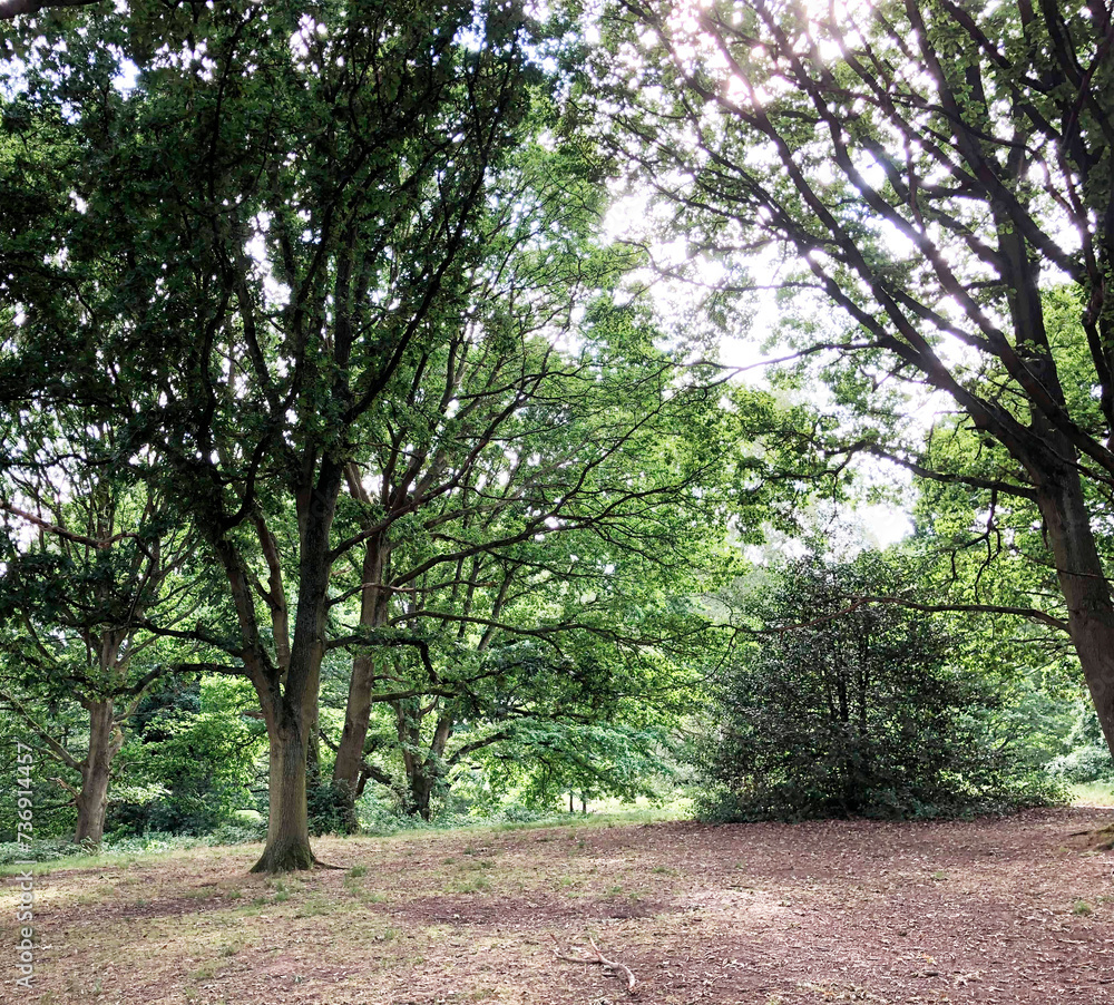 Fototapeta premium Forest in spring or autumn. path for jogging and sports, yoga, sports and healthy lifestyle, reboot, benefits of fresh air, caring for nature and environment
