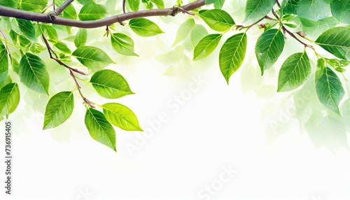Twig with green leaves on a white background. Spring background with space for text.
