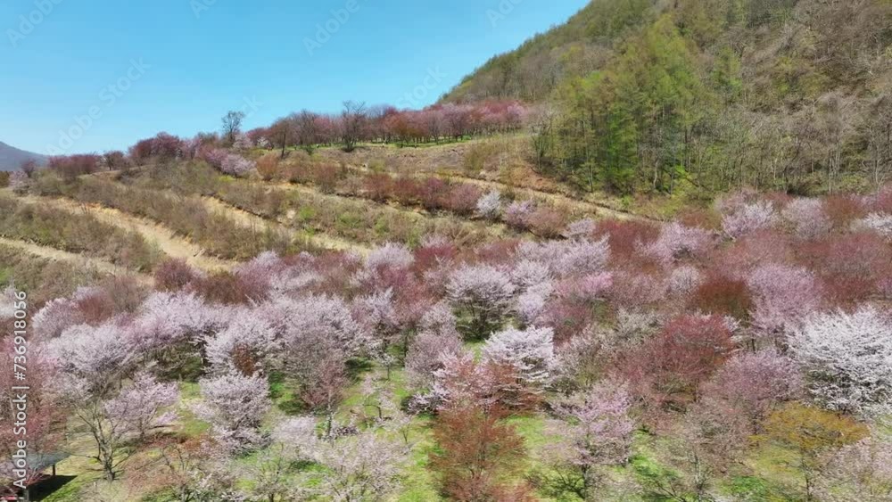桜の咲く庭園の絶景 空撮 桜の咲く庭園の絶景 空撮