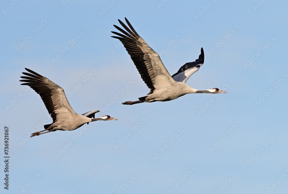 Zwei Kraniche (Grus grus) im Flug