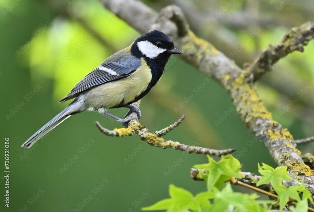 Kohlmeise (Parus major) auf einem Zweig Kohlmeise (Parus major) auf einem Zweig