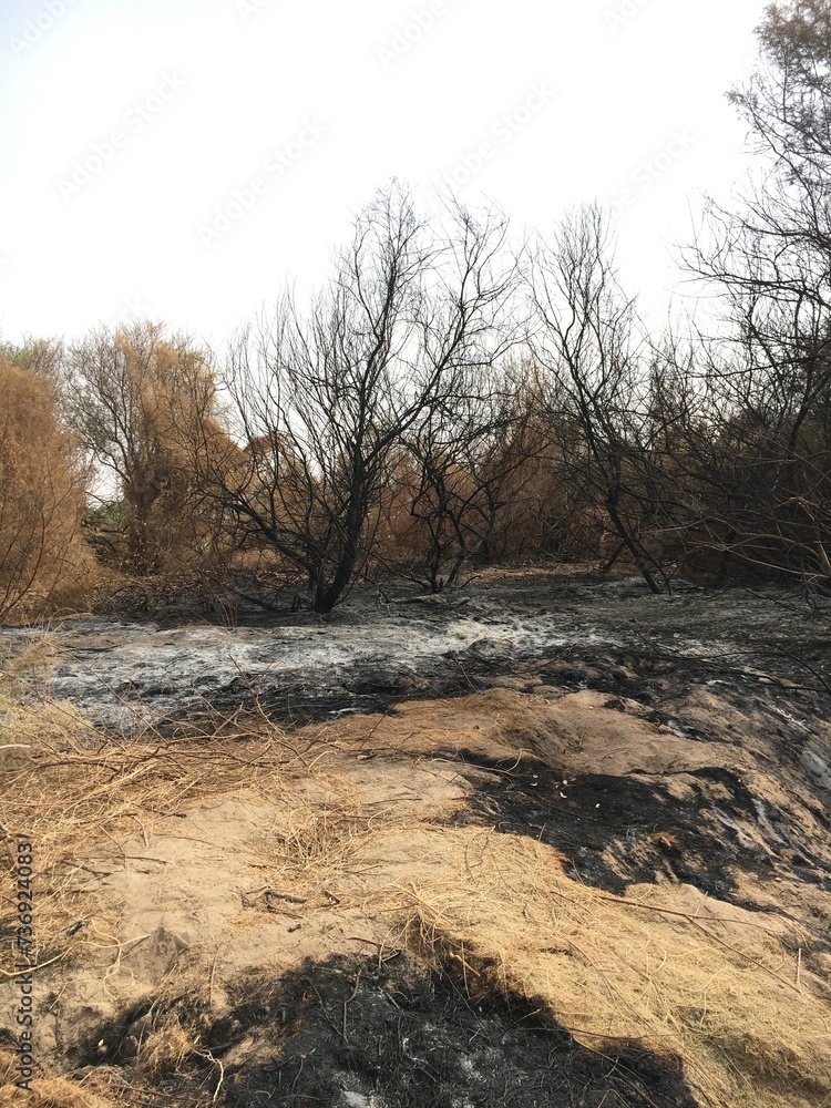 Forest fires in northern Sudan Forest fires in northern Sudan