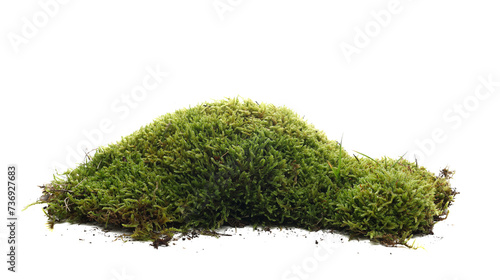 Green moss isolated on white background and texture	