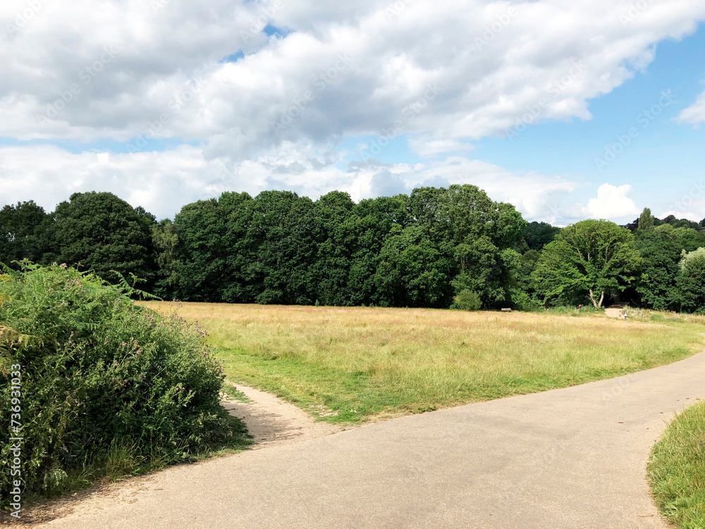 Plain in the forest, meadow, forest in spring or autumn, path for jogging or sports, yoga, healthy lifestyle, reboot, rehabilitation, benefits of fresh air, caring for nature and the environment