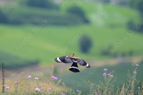 A Eurasian Hoopoe flying over a meadow photo