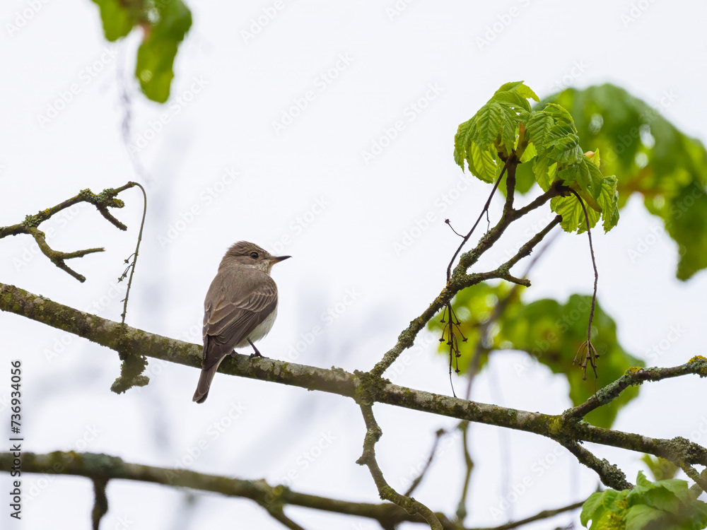 A Spotted Flycatcher sitting on a tree A Spotted Flycatcher sitting on a tree