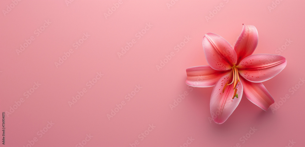 Spring tulip flowers on pink background top view in flat lay style. Greeting for Womens or Mothers Day or Spring Sale Banner. Generative Ai. - obrazy, fototapety, plakaty 
