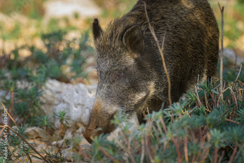 A boar in the forest looking for food