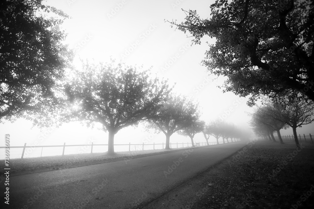 tree avenue in morning fog