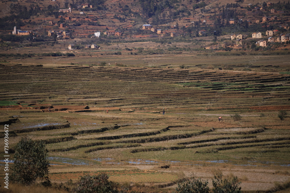 Fototapeta premium agricultural fields in rural Madagascar