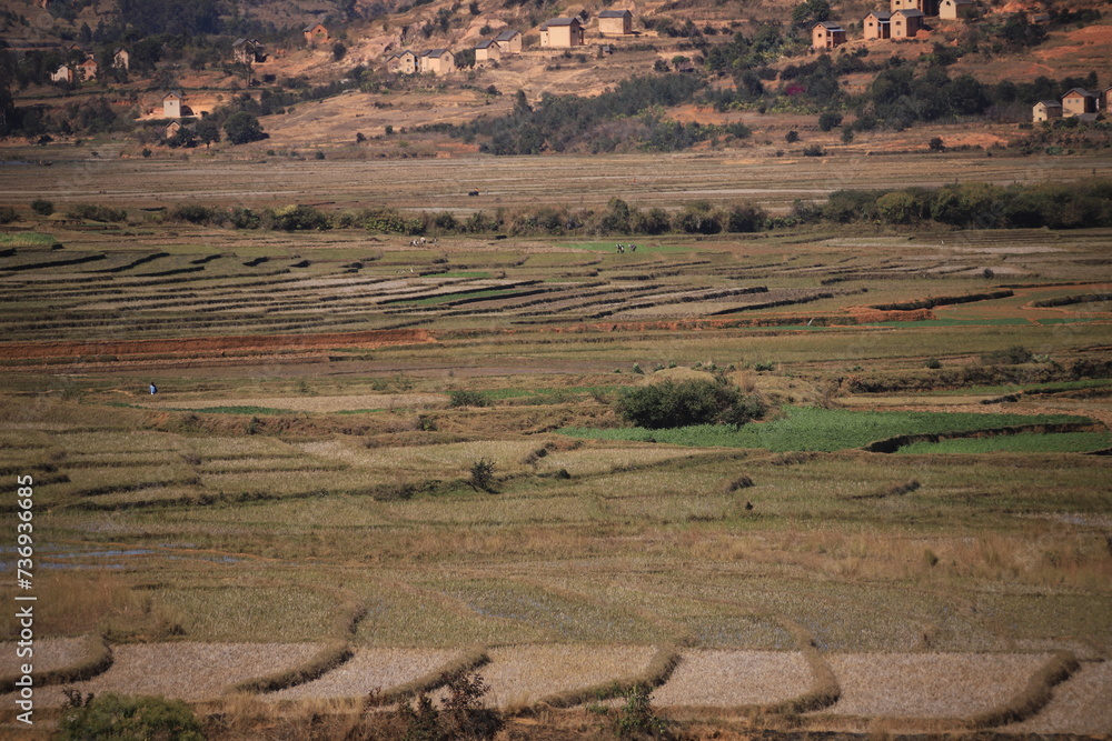 Naklejka premium agricultural fields in rural Madagascar