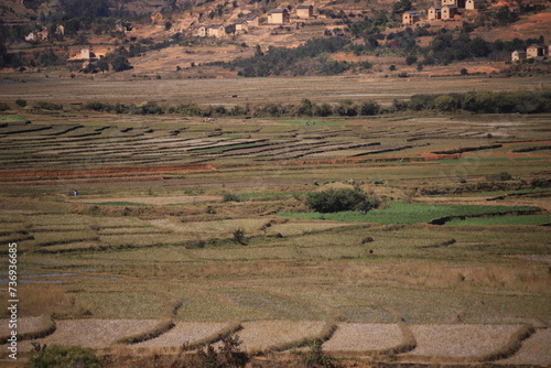 agricultural fields in rural Madagascar