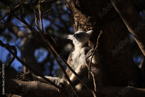 madagascar lemur in a tree
