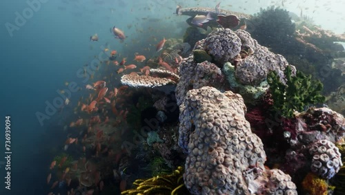 Coral Structures in the komodo Archipelago in Indonesia