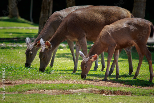 group of wild sambar deer in khao yai national park one of most important natural sanctuary of asian