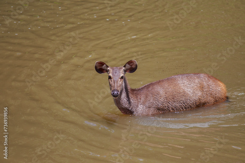 wild sambar deer of khao yai national park swimming in natural canal