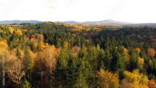 Magic aerial view of a sunny autumn season forest landscape.