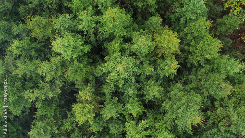 Top view of green conifer trees in the forest.